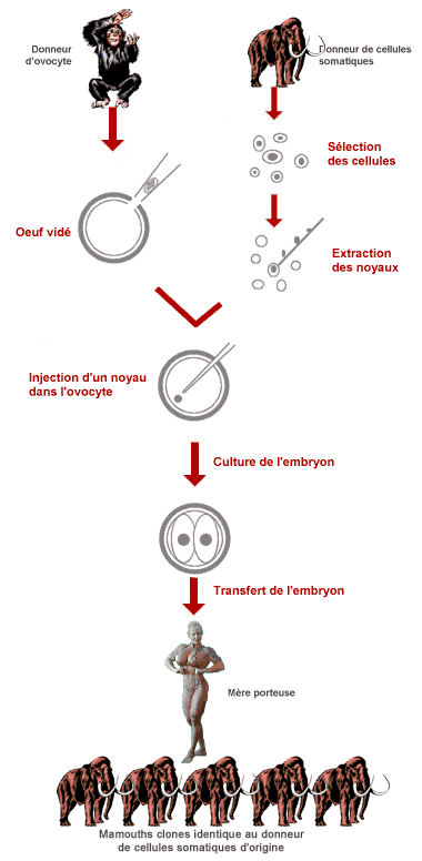 Schéma clonage